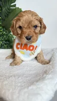 Orange , a male Cavapoo and Poodle - Miniature  for sale in Selma, NC – 1 of 9