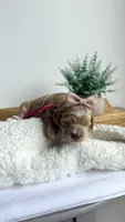 Tortellini , a female Miniature Goldendoodle for sale in Selma, NC – 6 of 6