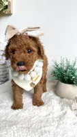 Karen, a female Poodle - Miniature  for sale in Selma, NC – 5 of 7