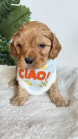 Orange , a male Cavapoo and Poodle - Miniature  for sale in Selma, NC – 3 of 9