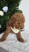 Sailor , a male Cavapoo for sale in Selma, NC – 5 of 10