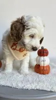 Lasagna , a male Miniature Goldendoodle for sale in Selma, NC – 4 of 9