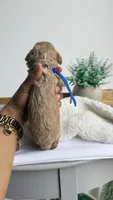 Ravioli , a male Miniature Goldendoodle for sale in Selma, NC – 5 of 7