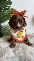 Watermelon , a female Cavapoo and Poodle - Miniature  for sale in Selma, NC – 2 of 8