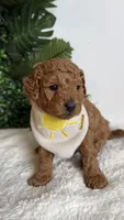 Sailor , a male Cavapoo and Poodle - Toy  for sale in Selma, NC – 6 of 8