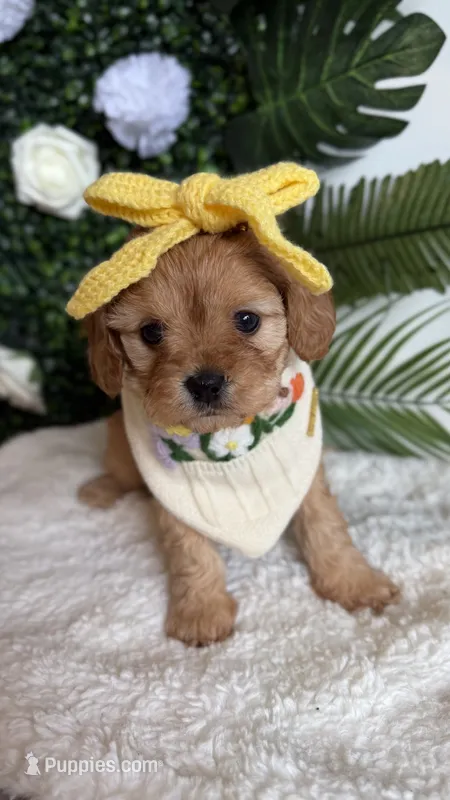 Daisy  – Cavapoo, Poodle - Miniature  puppy for sale in Selma, NC