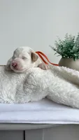 Spaghetti , a male Miniature Goldendoodle for sale in Selma, NC – 4 of 6