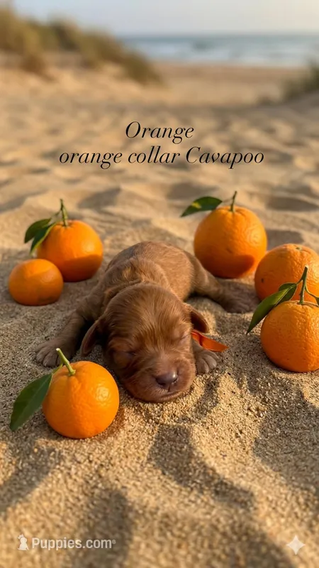 Orange  – Cavapoo, Poodle - Miniature  puppy for sale in Selma, NC