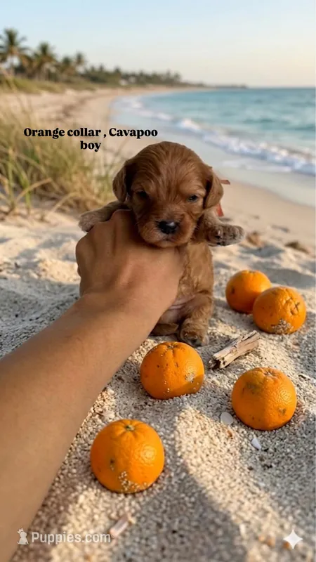Orange  – Cavapoo, Poodle - Miniature  puppy for sale in Selma, NC