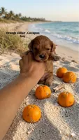 Orange , a male Cavapoo and Poodle - Miniature  for sale in Selma, NC – 7 of 9