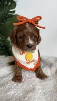 Watermelon , a female Cavapoo and Poodle - Miniature  for sale in Selma, NC – 5 of 8
