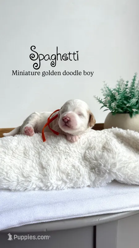 Spaghetti  – Miniature Goldendoodle puppy for sale in Selma, NC
