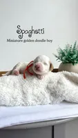 Spaghetti , a male Miniature Goldendoodle for sale in Selma, NC – 1 of 6