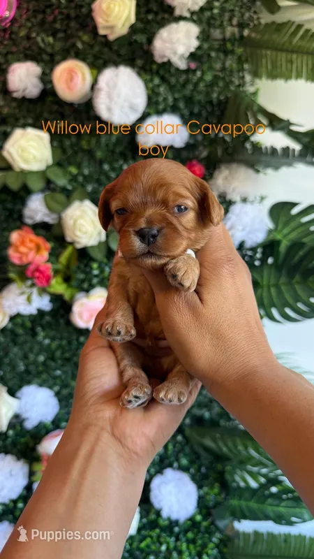 Willow  – Cavapoo, Poodle - Miniature  puppy for sale in Selma, NC