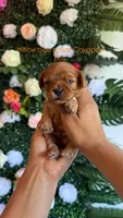 Willow , a male Cavapoo and Poodle - Miniature  for sale in Selma, NC – Photo 1 of 4