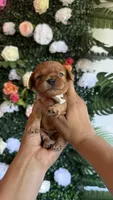 Willow , a male Cavapoo and Poodle - Miniature  for sale in Selma, NC – Photo 2 of 4