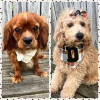 Willow , a male Cavapoo and Poodle - Miniature  for sale in Selma, NC – Photo 4 of 4