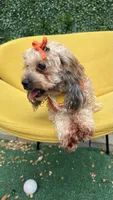 Ginger , a female Poodle - Toy  for sale in Selma, NC – 7 of 9