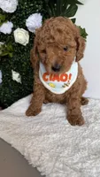 Sailor , a male Cavapoo for sale in Selma, NC – 8 of 10