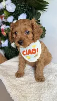 Mango , a male Cavapoo and Poodle - Miniature  for sale in Selma, NC – 3 of 7