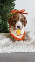 Pineapple 🍍 , a female Cavapoo and Poodle - Miniature  for sale in Selma, NC – 7 of 7