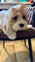 Daisy , a female Cavapoo for sale in Selma, NC – 10 of 10