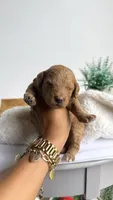 Bucatini , a male Miniature Goldendoodle for sale in Selma, NC – 4 of 7