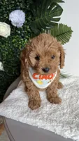 Blue , a male Cavapoo for sale in Selma, NC – 2 of 8