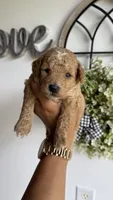 Woody, a male Poodle - Miniature  for sale in Selma, NC – 6 of 9