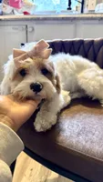 Daisy , a female Cavapoo for sale in Selma, NC – 6 of 10