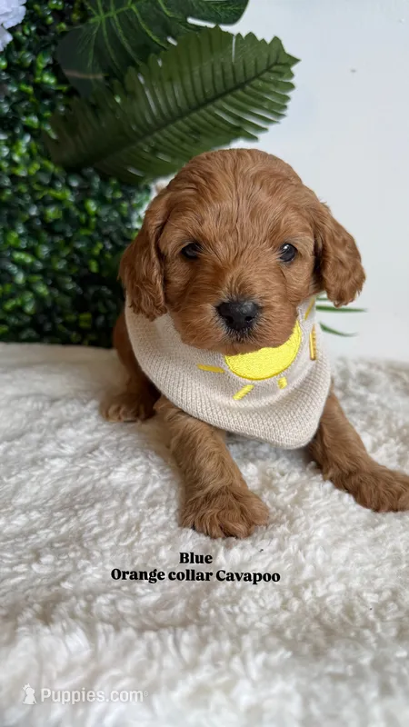 Blue  – Cavapoo, Poodle - Toy  puppy for sale in Selma, NC