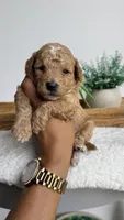 Woody, a male Poodle - Miniature  for sale in Selma, NC – 7 of 9