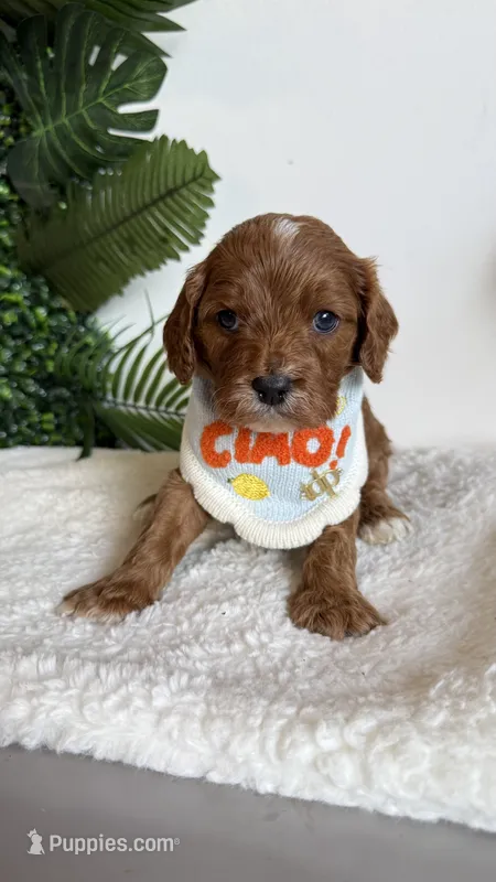 Banana  – Cavapoo, Poodle - Miniature  puppy for sale in Selma, NC