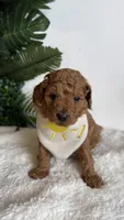 Sailor , a male Cavapoo and Poodle - Toy  for sale in Selma, NC – 4 of 8