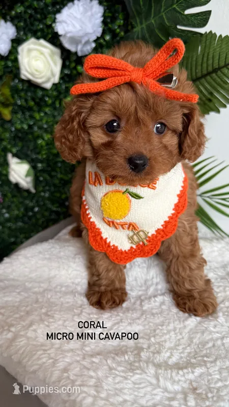 Coral  – Cavapoo puppy for sale in Selma, NC