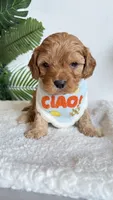 Orange , a male Cavapoo and Poodle - Miniature  for sale in Selma, NC – 5 of 9