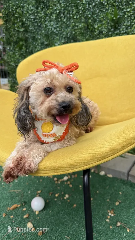 Ginger  – Poodle - Toy  puppy for sale in Selma, NC