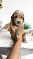 Fettuccine , a male Miniature Goldendoodle for sale in Selma, NC – 6 of 10