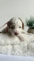Spaghetti , a male Miniature Goldendoodle for sale in Selma, NC – 5 of 10