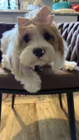 Daisy , a female Cavapoo for sale in Selma, NC – 8 of 10