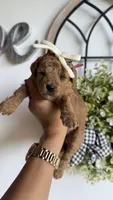Jessie , a female Poodle - Miniature  for sale in Selma, NC – 4 of 8