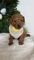 Sailor , a male Cavapoo and Poodle - Toy  for sale in Selma, NC – 8 of 8