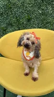 Ginger , a female Poodle - Toy  for sale in Selma, NC – 6 of 9