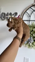 Jessie , a female Poodle - Miniature  for sale in Selma, NC – 5 of 8
