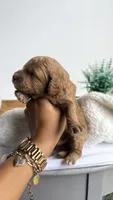 Bucatini , a male Miniature Goldendoodle for sale in Selma, NC – 3 of 7