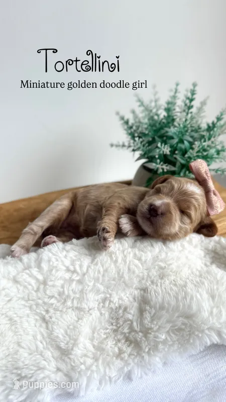 Tortellini  – Miniature Goldendoodle puppy for sale in Selma, NC
