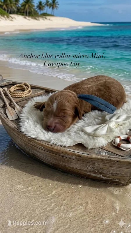 Anchor – Cavapoo, Poodle - Toy  puppy for sale in Selma, NC