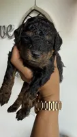 Buzz, a male Poodle - Miniature  for sale in Selma, NC – 7 of 9