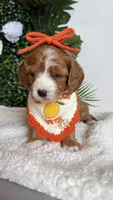 Pineapple 🍍 , a female Cavapoo and Poodle - Miniature  for sale in Selma, NC – 5 of 7