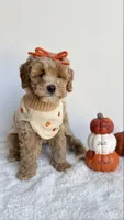 Tortellini , a female Miniature Goldendoodle for sale in Selma, NC – 2 of 10